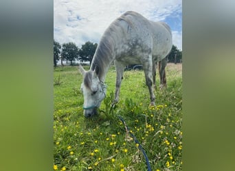 Quarter Pony, Stute, 14 Jahre, 150 cm, Schimmel