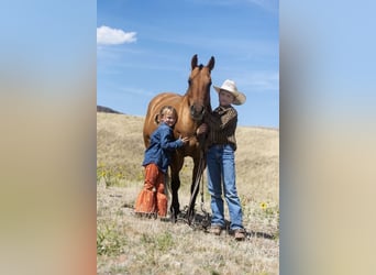 Quarter Pony, Stute, 15 Jahre, 140 cm, Falbe