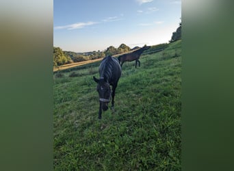 Quarter Pony, Stute, 15 Jahre