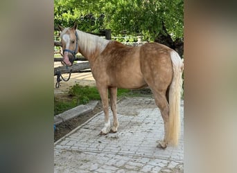 Quarter Pony, Stute, 16 Jahre, 143 cm, Palomino