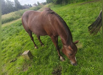 Quarter Pony Mix, Stute, 16 Jahre, 145 cm, Brauner