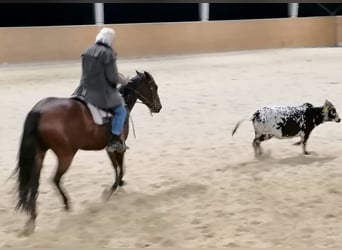 Quarter Pony, Stute, 16 Jahre, 152 cm, Brauner
