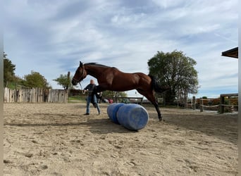 Quarter Pony, Stute, 16 Jahre, 152 cm, Brauner