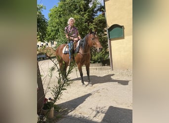 Quarter Pony, Stute, 16 Jahre, 152 cm, Brauner