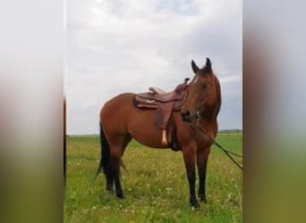 Quarter Pony, Stute, 16 Jahre, 152 cm, Brauner