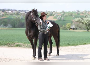 Quarter Pony Mix, Stute, 19 Jahre, 140 cm, Schwarzbrauner