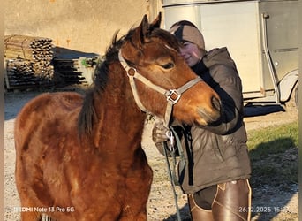 Quarter Pony Mix, Stute, 1 Jahr, 148 cm, Brauner