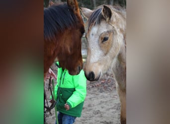 Quarter Pony, Stute, 1 Jahr, 148 cm, Buckskin