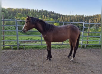 Quarter Pony, Stute, 1 Jahr, 150 cm, Brauner