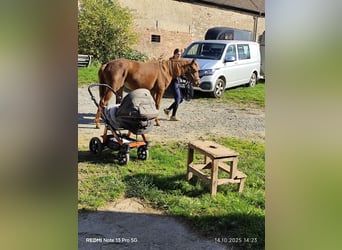 Quarter Pony Mix, Stute, 1 Jahr, 150 cm, Fuchs