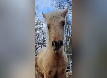 Quarter Pony, Stute, 1 Jahr, 150 cm, Palomino