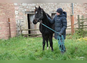 Quarter Pony Mix, Stute, 1 Jahr, 150 cm, Rappe