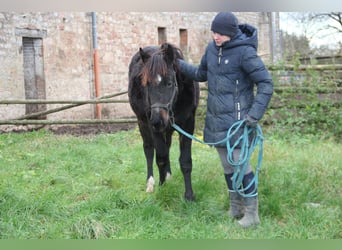 Quarter Pony Mix, Stute, 1 Jahr, 150 cm, Rappe