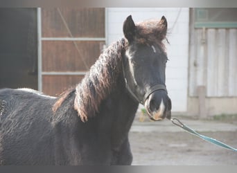 Quarter Pony Mix, Stute, 1 Jahr, 150 cm, Rappe