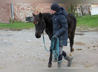 Quarter Pony Mix, Stute, 1 Jahr, 150 cm, Rappe