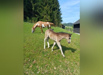Quarter Pony, Stute, 1 Jahr, 150 cm, Rappe