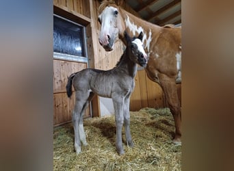 Quarter Pony, Stute, 1 Jahr, 150 cm, Rappe