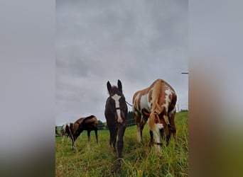 Quarter Pony, Stute, 1 Jahr, 150 cm, Rappe