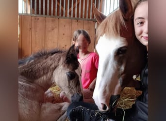 Quarter Pony, Stute, 1 Jahr, 150 cm, Rappe