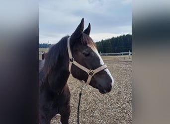 Quarter Pony, Stute, 1 Jahr, 150 cm, Rappe