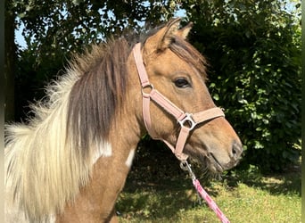 Quarter Pony, Stute, 1 Jahr, 150 cm, Schecke