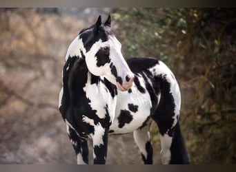 Quarter Pony, Stute, 1 Jahr, 152 cm, Roan-Blue