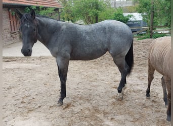 Quarter Pony, Stute, 1 Jahr, 157 cm, Roan-Blue