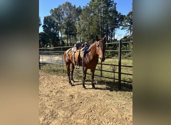 Quarter Pony, Stute, 23 Jahre, Dunkelbrauner