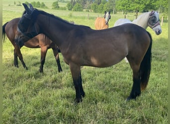 Quarter Pony, Stute, 2 Jahre, 140 cm, Brauner