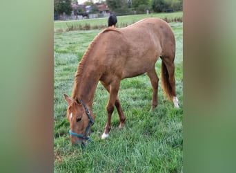 Quarter Pony, Stute, 2 Jahre, 140 cm, Red Dun