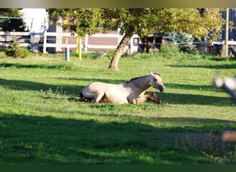 Quarter Pony, Stute, 2 Jahre, 141 cm, Buckskin