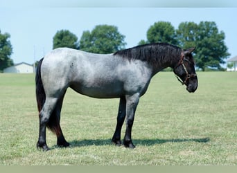 Quarter Pony Mix, Stute, 2 Jahre, 142 cm, Roan-Blue