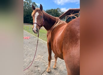 Quarter Pony Mix, Stute, 2 Jahre, 145 cm, Fuchs