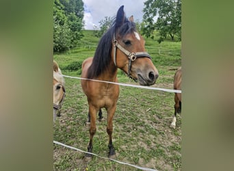 Quarter Pony Mix, Stute, 2 Jahre, 150 cm, Brauner