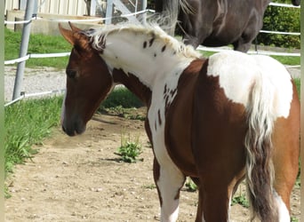 Quarter Pony, Stute, 2 Jahre, 153 cm, Schecke