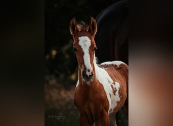 Quarter Pony, Stute, 2 Jahre, 153 cm, Schecke