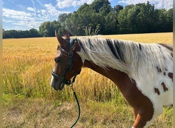 Quarter Pony, Stute, 2 Jahre, 153 cm, Schecke