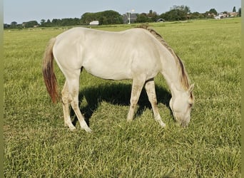 Quarter Pony Mix, Stute, 2 Jahre, 160 cm, Champagne