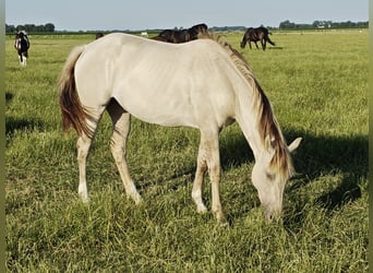Quarter Pony Mix, Stute, 2 Jahre, 160 cm, Champagne