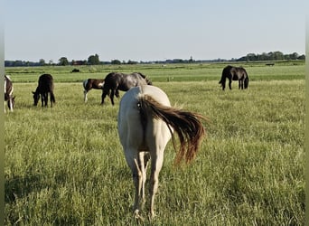 Quarter Pony Mix, Stute, 2 Jahre, 160 cm, Champagne