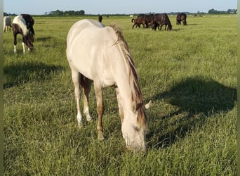Quarter Pony Mix, Stute, 2 Jahre, 160 cm, Champagne