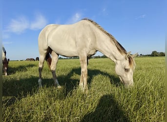 Quarter Pony Mix, Stute, 2 Jahre, 160 cm, Champagne