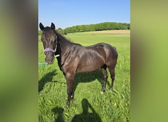 Quarter Pony, Stute, 2 Jahre