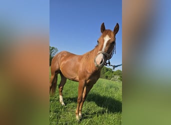 Quarter Pony, Stute, 2 Jahre