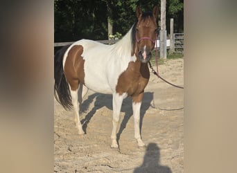 Quarter Pony, Stute, 3 Jahre, 135 cm, Schecke