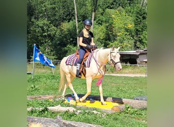 Quarter Pony, Stute, 3 Jahre, 140 cm, Champagne