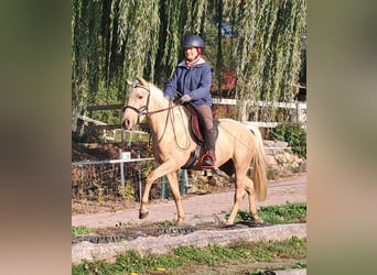 Quarter Pony, Stute, 3 Jahre, 142 cm, Palomino