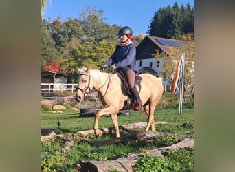 Quarter Pony, Stute, 3 Jahre, 142 cm, Palomino