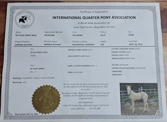 Quarter Pony, Stute, 3 Jahre, 142 cm, Palomino