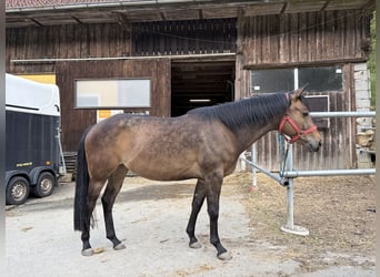 Quarter Pony, Stute, 3 Jahre, 145 cm, Brauner